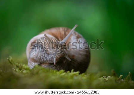 Similar – snail in moss Nature Grass