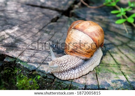 Burgundy snail (Helix pomatia) or escargot in natural environment. Closeup