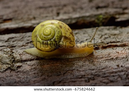 Similar – Image, Stock Photo garden snail conveyor