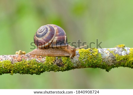 snail in moss Nature Grass