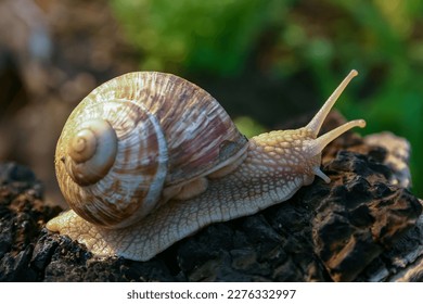 Burgundy snail, Roman snail (Helix pomatia), a large clam with a large curled brown shell crawls in the garden