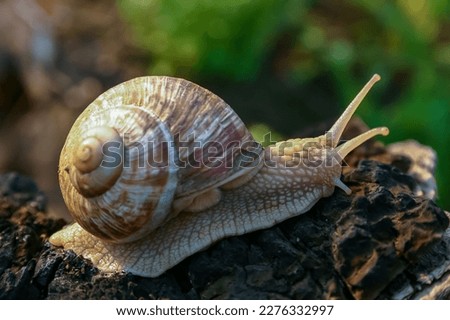 Burgundy snail, Roman snail (Helix pomatia), a large clam with a large curled brown shell crawls in the garden
