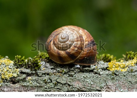 Similar – snail in moss Nature Grass