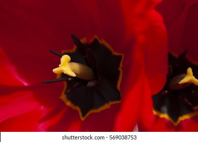 Burgundy tulip pistil 