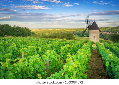 Burgundy Vineyard And Windmill Near Santenay - France