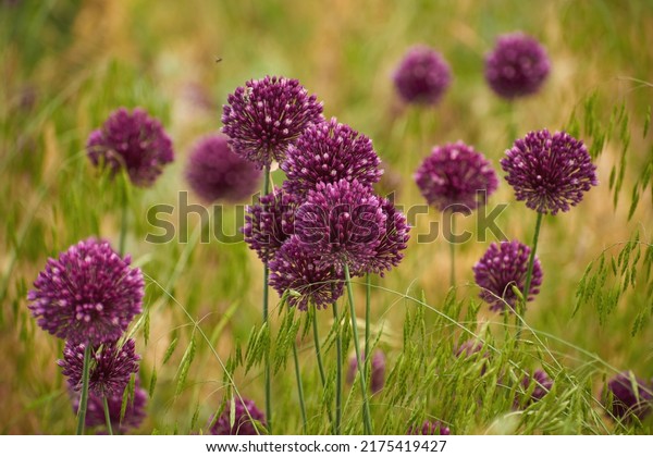 Burgundy wild onion flowers on a summer day. Flowers in\
the field. 