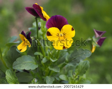 Burgundy-yellow small flowers in the green grass background, close up. Viola tricolor, also known as Johnny Jump up or common wild pansy. Vibrant pansy, ornate Heartsease plant of the Violaceae family