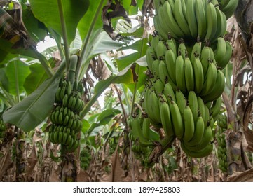 Burhanpur Madhya Pradeshindia Jan 082021banana Field Stock Photo 