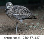 A burhinus bird standing on one leg on a dirt ground with brown and white speckled plumage, with a seemingly angry or annoyed expression in its eyes in a moody setting