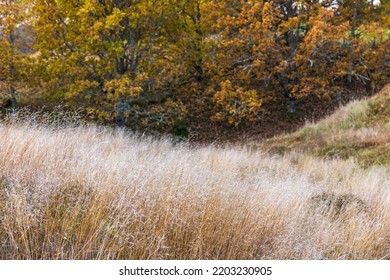 Burial Mound With Tall Grass In Autumn