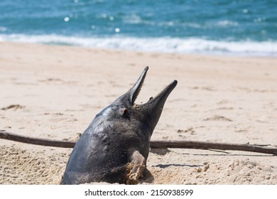 A buried dead porpoise washed ashore at the beach in advanced stage of decomposition with the head sticking out of the sand and open mouth