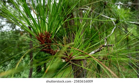 Buring Kedungkandang Malang East Java Indonesia taken on January 12, 2025: Close up shot of a pine tree branch with its needles