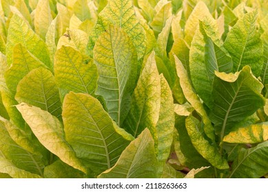 Burley Tobacco Harvest In Pennsylvania