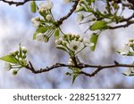 Burlington, Ontario, Canada-May 4,2020: Close-up of  ornamental pear flowering branches with a blue sky and other flowering trees in bright sunlight in the background