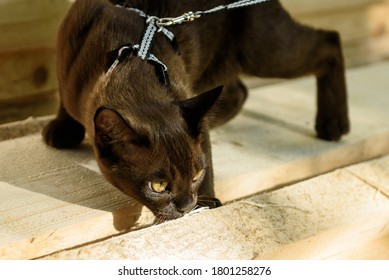 Burma Cat With Leash Walking On Lumber, Collared Pet Sniffing Wood Planks Outdoor. Burmese Cat Wearing Harness Looks For Something Like Service Dog, Young Brown Cat Plays With Timber Outside House.