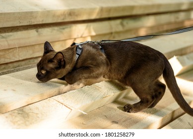 Burma Cat With Leash Walking On Lumber, Collared Pet Sniffing Wood Planks Outdoor. Burmese Cat Wearing Harness Looks For Something Like Service Dog, Young Brown Cat Plays With Timber Outside House.