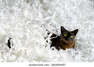 Burma Cat Lying In Filler Box Packaging, Young Brown Burmese Cat Plays With White Confetti Strips. Playful Burmese European Cat Relaxes On Cut Paper Heap At Home. Cute Pet On White Background. 