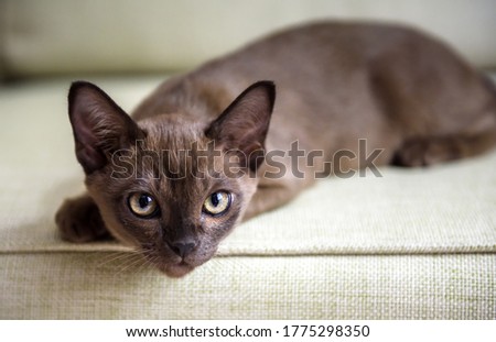 Burma cat lying on couch, cute brown Burmese kitten looking at camera indoor. Portrait of Burmese European cat about 3 months in room. Young Burmese cat with chocolate fur color plays on sofa at home