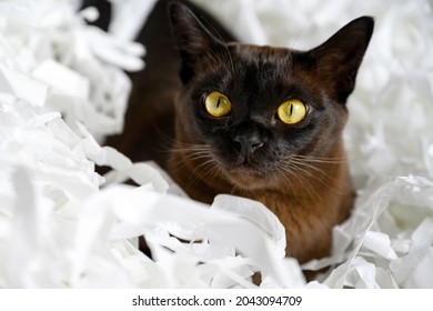 Burma Cat Lying In Pile Of Cut Paper, Cute Brown Burmese Cat Plays With White Strips Confetti. Playful Burmese European Cat With Chocolate Fur Color Relaxes At Home. Pet, Shipping And Shredding.