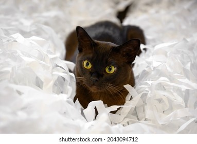 Burma Cat Lying In Pile Of Cut Paper, Cute Brown Burmese Cat Plays With White Strips Confetti. Playful Burmese European Cat With Chocolate Fur Color Relaxes At Home. Pet, Shipping And Shredding.