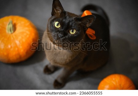 Burma cat and pumpkins on Halloween party, portrait of brown Burmese cat, cute pet with Halloween ribbon on gray studio background. Hallowen, animal, studio, autumn and October concept. 