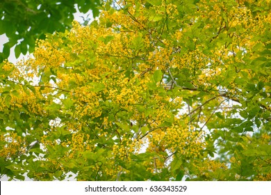 Angsana Tree Images Stock Photos Vectors Shutterstock