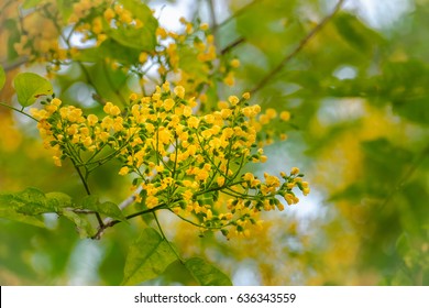 Angsana Tree Images Stock Photos Vectors Shutterstock