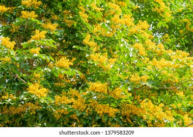 448 Pterocarpus Macrocarpus Tree Images, Stock Photos & Vectors ...