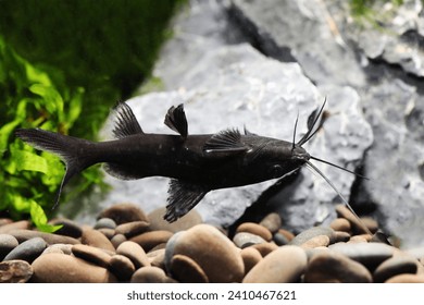 Burmese or Asian Upside Down Catfish (Mystus leucophasis) rare tropical fish from Burma