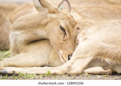 Burmese Brow-Antlered Deer
