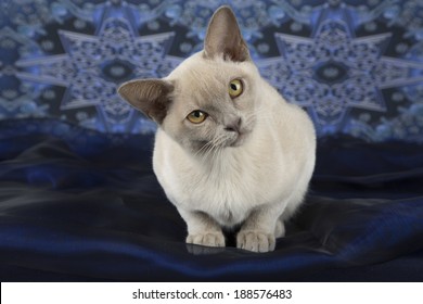 Burmese Cat