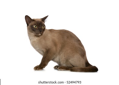 Burmese Cat