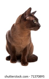 Burmese Cat