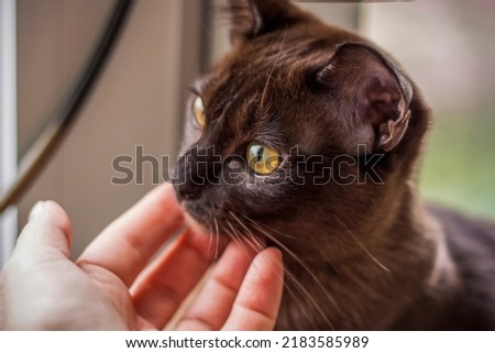 Burmese cat close-up at home. Portrait of a young beautiful brown cat. Animals at home.