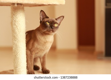 The Burmese Cat At Home.