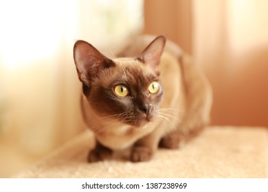 The Burmese Cat At Home.