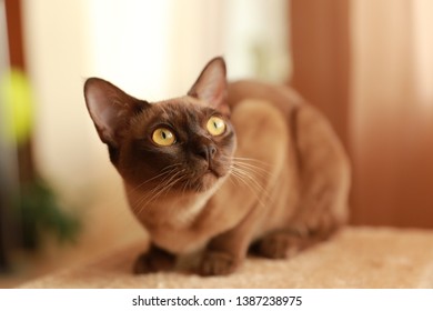 The Burmese Cat At Home.