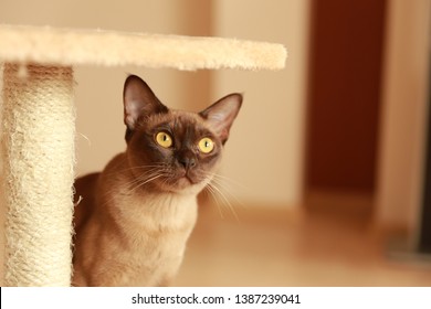 The Burmese Cat At Home.