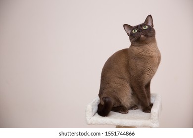 The Burmese Cat At Home.