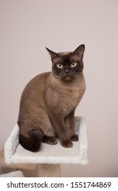 The Burmese Cat At Home.