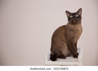 The Burmese Cat At Home.