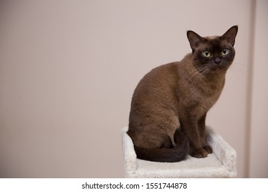 The Burmese Cat At Home.