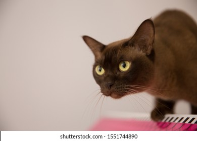 The Burmese Cat At Home.