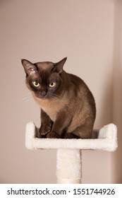 The Burmese Cat At Home.