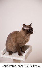 The Burmese Cat At Home.