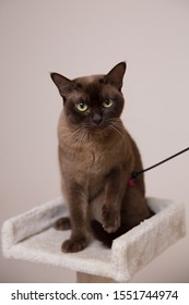 The Burmese Cat At Home.