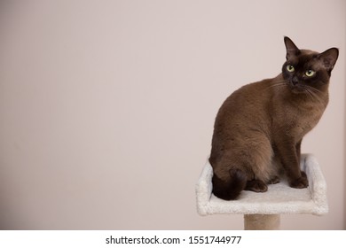 The Burmese Cat At Home.