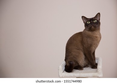 The Burmese Cat At Home.