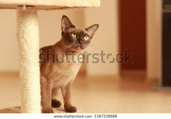 The burmese cat at\
home.