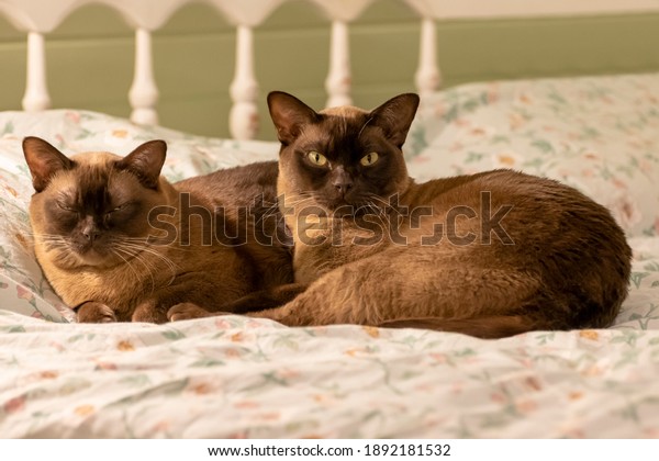 Burmese cat and kitten lie\
together.